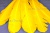 Декоративный Пучок из перьев, перо 23см/желтый - купить в Южно-Сахалинске. Цена: 12.19 руб.