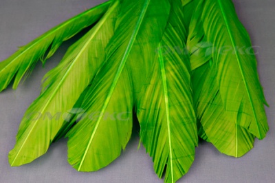Декоративный Пучок из перьев, перо 24см/зеленый - купить в Южно-Сахалинске. Цена: 12.19 руб.