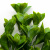 Трава искусственная -1, шт (эвкалипт лист 32 см/8 см)				 - купить в Южно-Сахалинске. Цена: 169.93 руб.