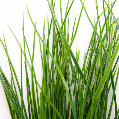 Трава искусственная -4, шт  (осока 50 см/8 см  7 листов)				 - купить в Южно-Сахалинске. Цена: 130.73 руб.
